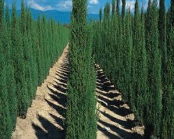 toskanische Säulen-Zypresse (Cupressus sempervirens 'Pyramidalis')