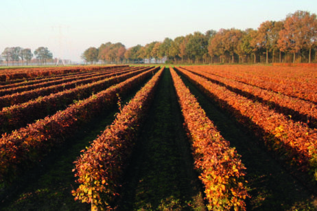 Rotbuchenhecke: Fagus sylvatica 80cm Autumn