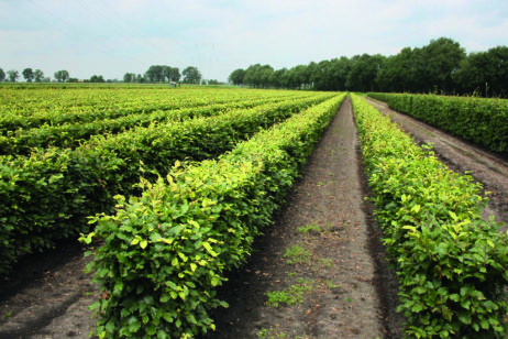 Rotbuchenhecke: Fagus sylvatica 80cm Summer