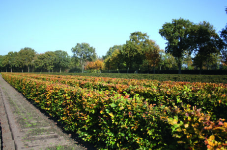 Rotbuchenhecke: Fagus sylvatica Autumn