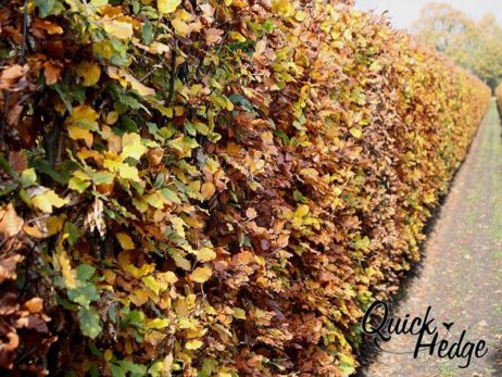 Rotbuchenhecke: fagus_sylvatica_herfst quick hedge