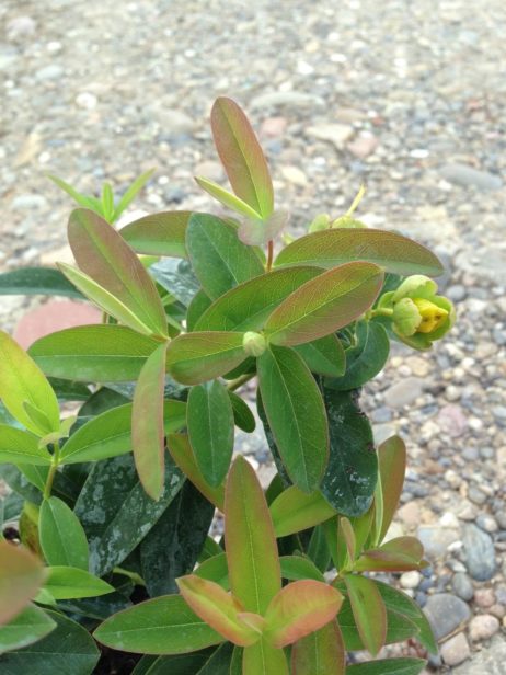 Kelchige Johanniskraut (Hypericum calycinum)