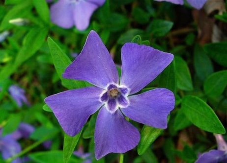 Immergrün (Vinca minor), auch Kleinblättriges Immergrün