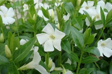 Weißblühende Bodendecker Immergrün (Vinca minor 'Alba')