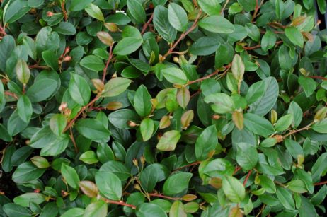 Kriechmispel (Cotoneaster dammeri 'Radicans')